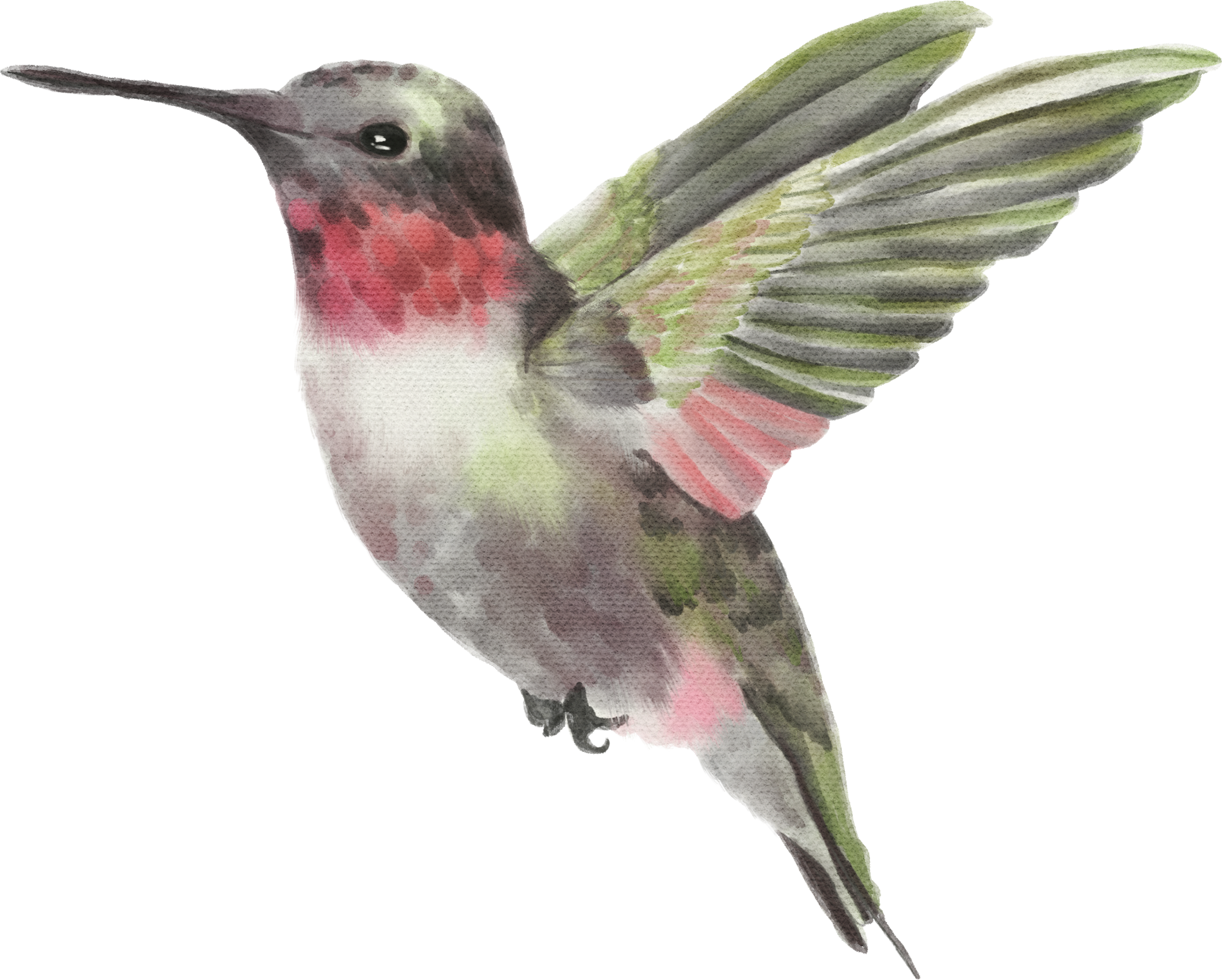 Hummingbird Watercolor